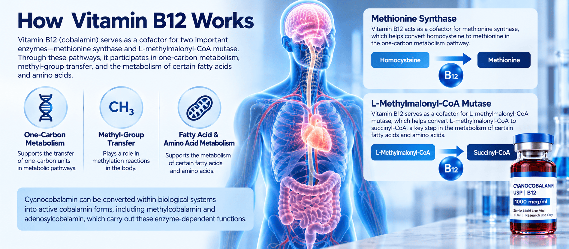 How Vitamin B12 Works