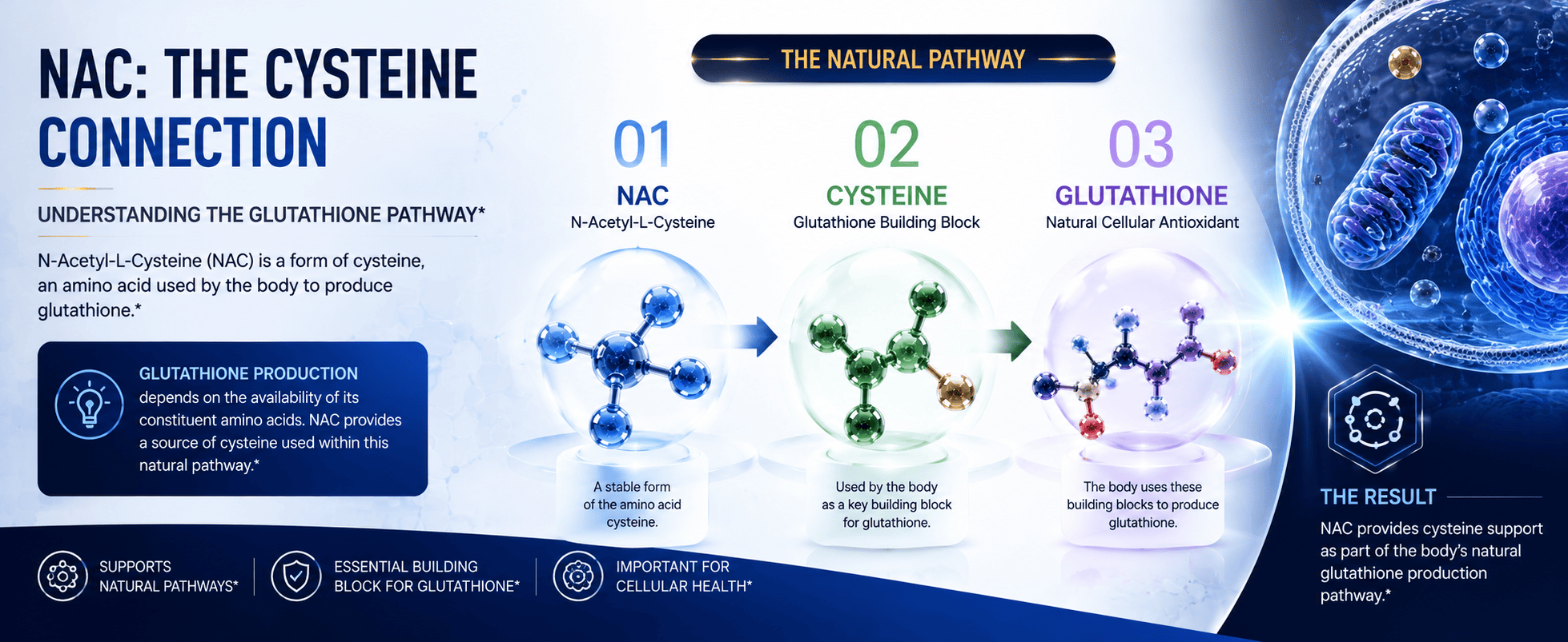 Diagram illustrating the cysteine connection in the natural pathway with NAC, cysteine, and glutathione molecules.